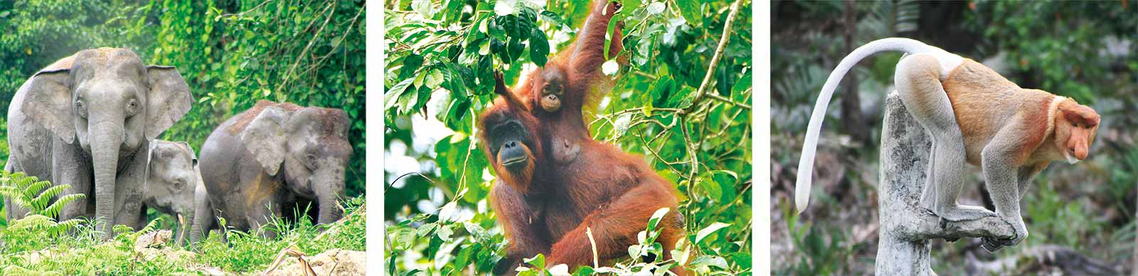 Examples of the fauna that lives in Borneo.