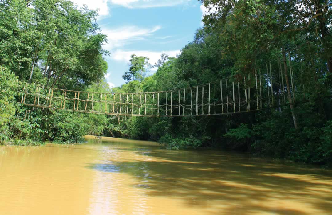 Suspension bridges connecting forests for the passing of wildlife.