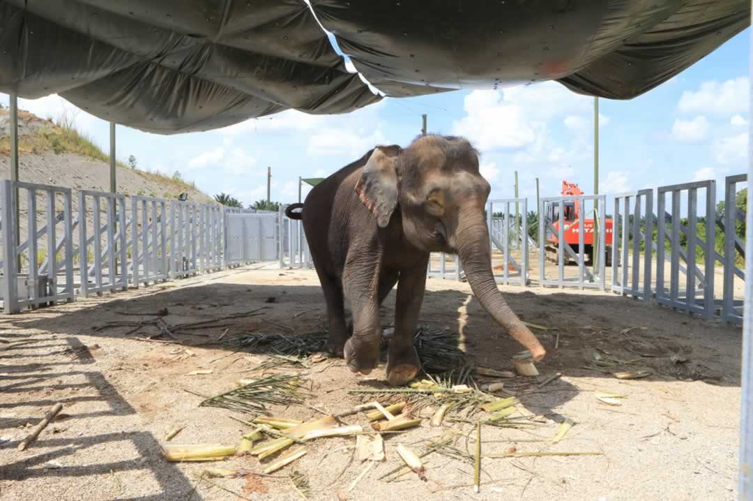 Recovery of an elephant after being rescued by the BCT.