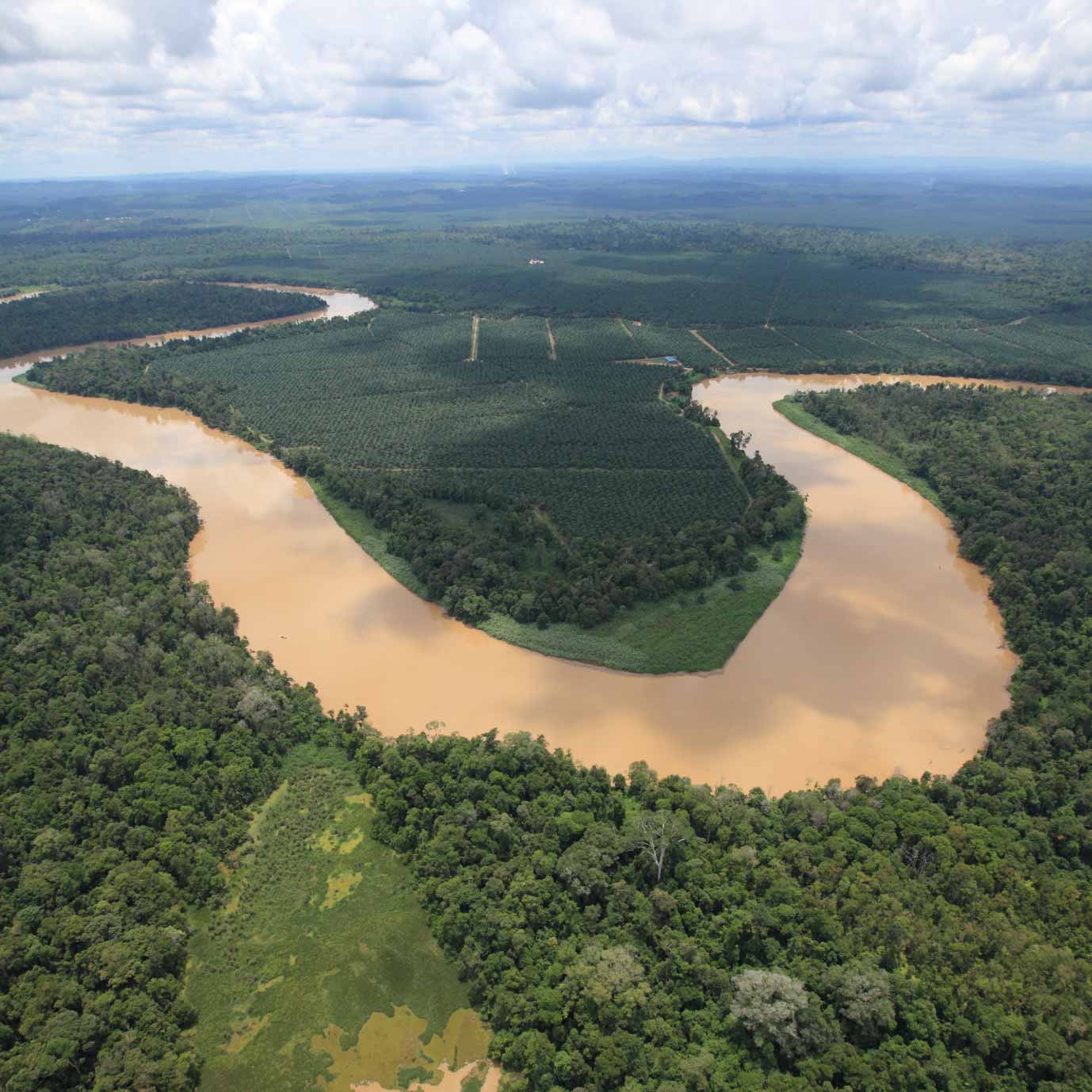 The Kinabatangan River, home of remarkable wildlife and fascinating habitats.